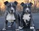 American Pit Bull Terrier Puppies for sale in San Francisco, CA, USA. price: NA