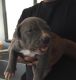 American Pit Bull Terrier Puppies for sale in California St, San Francisco, CA, USA. price: NA