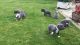 American Pit Bull Terrier Puppies for sale in Benton, IL 62812, USA. price: NA