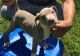 American Pit Bull Terrier Puppies for sale in Haleiwa, HI 96712, USA. price: NA