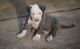 American Pit Bull Terrier Puppies for sale in Idaho Falls, ID 83402, USA. price: $500