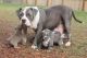 American Pit Bull Terrier Puppies for sale in Charleston, WV, USA. price: $400