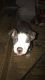 American Pit Bull Terrier Puppies for sale in Belleville, MI 48111, USA. price: NA