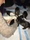 American Pit Bull Terrier Puppies for sale in Candiac, QC, Canada. price: NA
