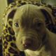 American Pit Bull Terrier Puppies for sale in Beavercreek, OH, USA. price: NA