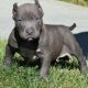 American Pit Bull Terrier Puppies for sale in Richmond, VA, USA. price: $400