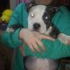 American Pit Bull Terrier Puppies for sale in Newborn, GA 30056, USA. price: NA