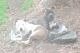American Pit Bull Terrier Puppies for sale in Newborn, GA 30056, USA. price: NA