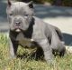 American Pit Bull Terrier Puppies for sale in Bristol, ME, USA. price: $650