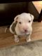 American Pit Bull Terrier Puppies for sale in Perth Amboy, NJ 08861, USA. price: NA