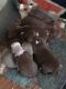 American Pit Bull Terrier Puppies for sale in Phenix City, AL, USA. price: NA