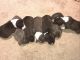 American Pit Bull Terrier Puppies for sale in Texas City, TX, USA. price: NA