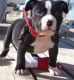American Pit Bull Terrier Puppies for sale in Jersey City, NJ, USA. price: NA