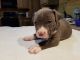 American Pit Bull Terrier Puppies for sale in Sheboygan, WI, USA. price: $700