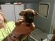 American Pit Bull Terrier Puppies for sale in McIntire, IA 50455, USA. price: NA