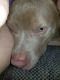 American Pit Bull Terrier Puppies for sale in Loch Sheldrake, NY, USA. price: NA