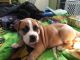 American Pit Bull Terrier Puppies for sale in Beaverton, OR 97006, USA. price: $300