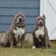 American Pit Bull Terrier Puppies for sale in Toms River, NJ, USA. price: NA