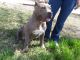 American Pit Bull Terrier Puppies for sale in Tucson, AZ, USA. price: $1,000