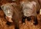 American Pit Bull Terrier Puppies for sale in Edgewood, WA, USA. price: $600