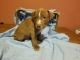 American Pit Bull Terrier Puppies for sale in Castalia, OH 44824, USA. price: NA