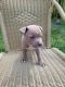 American Pit Bull Terrier Puppies for sale in Moncks Corner, SC 29461, USA. price: NA