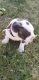 American Pit Bull Terrier Puppies for sale in Oakley, CA 94561, USA. price: NA