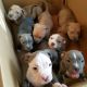 American Pit Bull Terrier Puppies for sale in Georgetown, TX, USA. price: NA