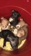 American Pit Bull Terrier Puppies for sale in Canton, OH 44703, USA. price: $300