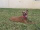 American Pit Bull Terrier Puppies for sale in Ruskin, FL, USA. price: NA