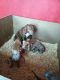 American Pit Bull Terrier Puppies for sale in Newburgh, NY 12550, USA. price: NA