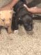 American Pit Bull Terrier Puppies for sale in Allen Park, MI 48101, USA. price: NA