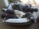 American Pit Bull Terrier Puppies for sale in Southaven, MS, USA. price: $500