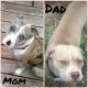 American Pit Bull Terrier Puppies for sale in Monroe, MI, USA. price: NA
