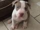 American Pit Bull Terrier Puppies for sale in Salisbury, NC, USA. price: NA