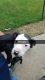 American Pit Bull Terrier Puppies for sale in Bellefontaine, OH 43311, USA. price: NA