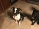 American Pit Bull Terrier Puppies for sale in Henderson, NC, USA. price: NA