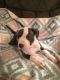 American Pit Bull Terrier Puppies for sale in Charter Twp of Clinton, MI, USA. price: NA