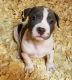 American Pit Bull Terrier Puppies for sale in Fisherville, KY 40023, USA. price: NA