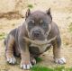 American Pit Bull Terrier Puppies for sale in TX-249, Houston, TX, USA. price: NA