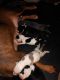 American Pit Bull Terrier Puppies for sale in Thornton, CO, USA. price: NA