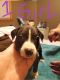 American Pit Bull Terrier Puppies for sale in Oak Lawn, IL 60453, USA. price: NA