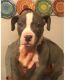 American Pit Bull Terrier Puppies for sale in Los Gatos, CA, USA. price: NA