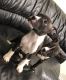 American Pit Bull Terrier Puppies for sale in Hicksville, NY, USA. price: $550