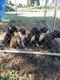 American Pit Bull Terrier Puppies for sale in Statesville, NC, USA. price: NA