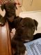 American Pit Bull Terrier Puppies for sale in Clayton, NJ, USA. price: NA
