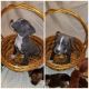 American Pit Bull Terrier Puppies for sale in Norco, CA, USA. price: NA
