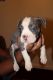 American Pit Bull Terrier Puppies for sale in Richmond, VA, USA. price: $800