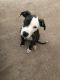 American Pit Bull Terrier Puppies for sale in Westfield, IN, USA. price: NA