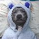 American Pit Bull Terrier Puppies for sale in Santa Clara, CA, USA. price: $1,100